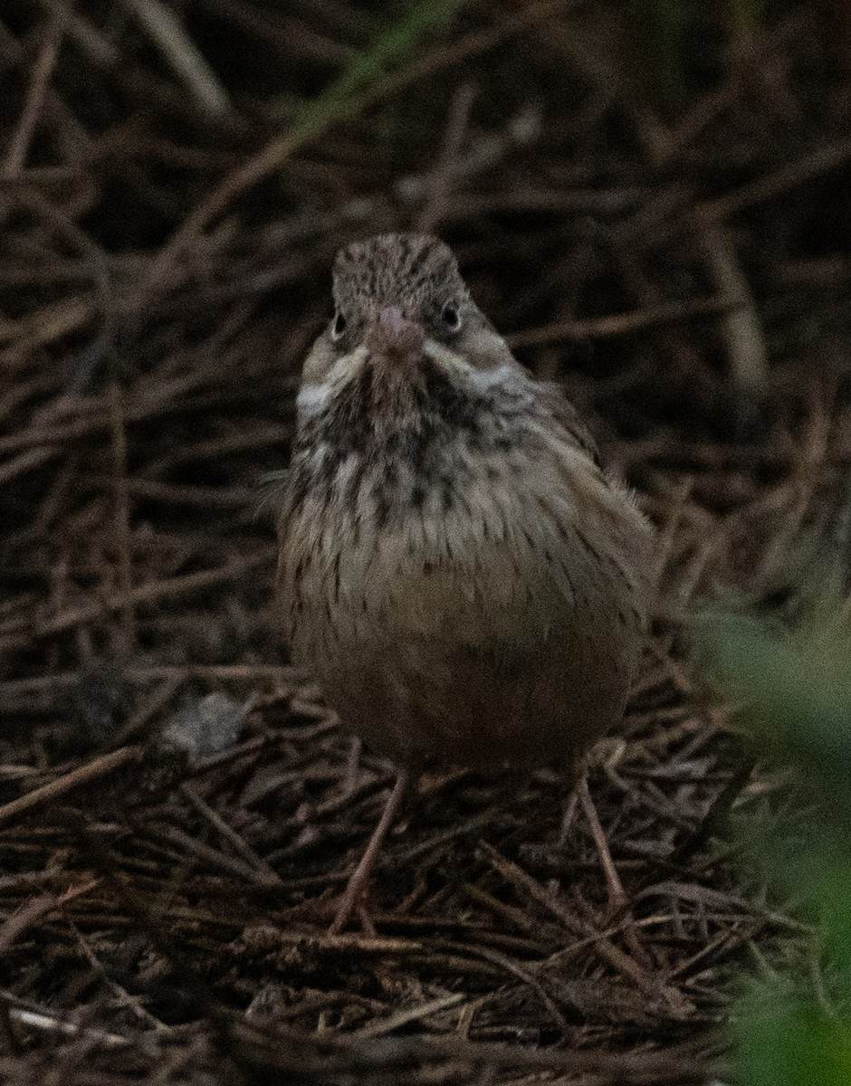 Bruant ortolan - ML644714105