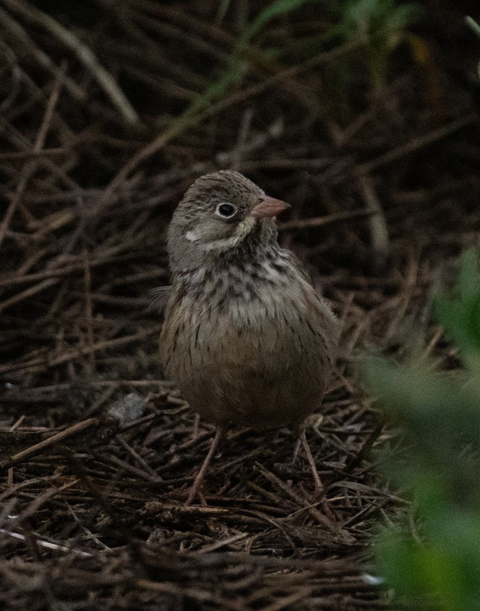 Bruant ortolan - ML644714106