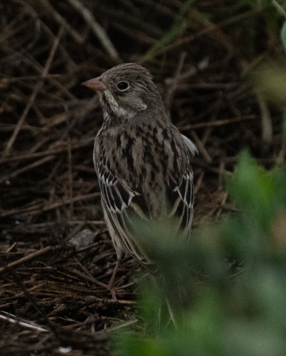 Bruant ortolan - ML644714107