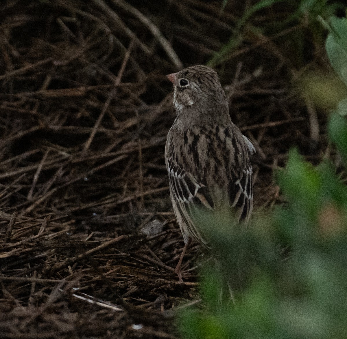 Bruant ortolan - ML644714108