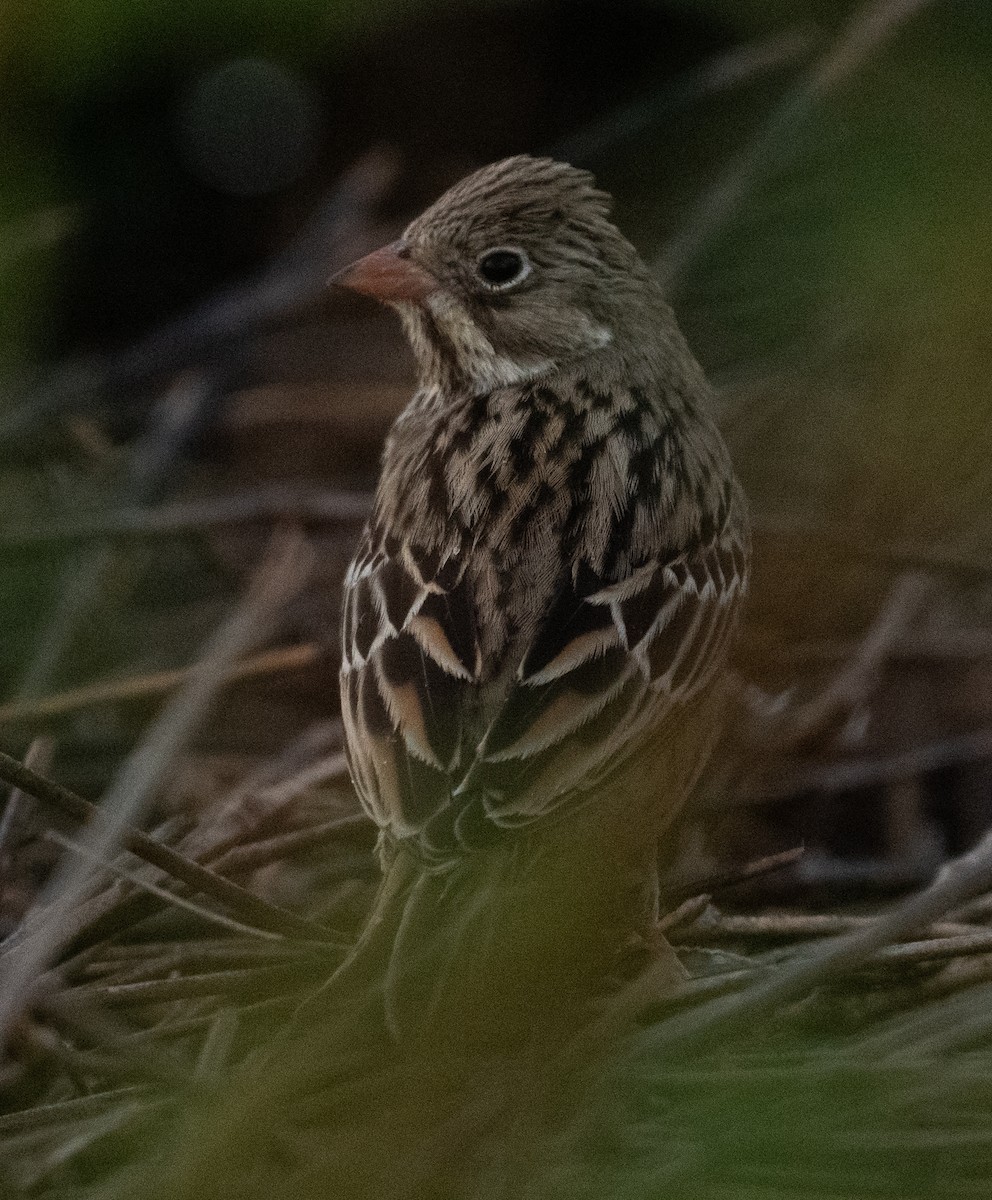 Bruant ortolan - ML644714110