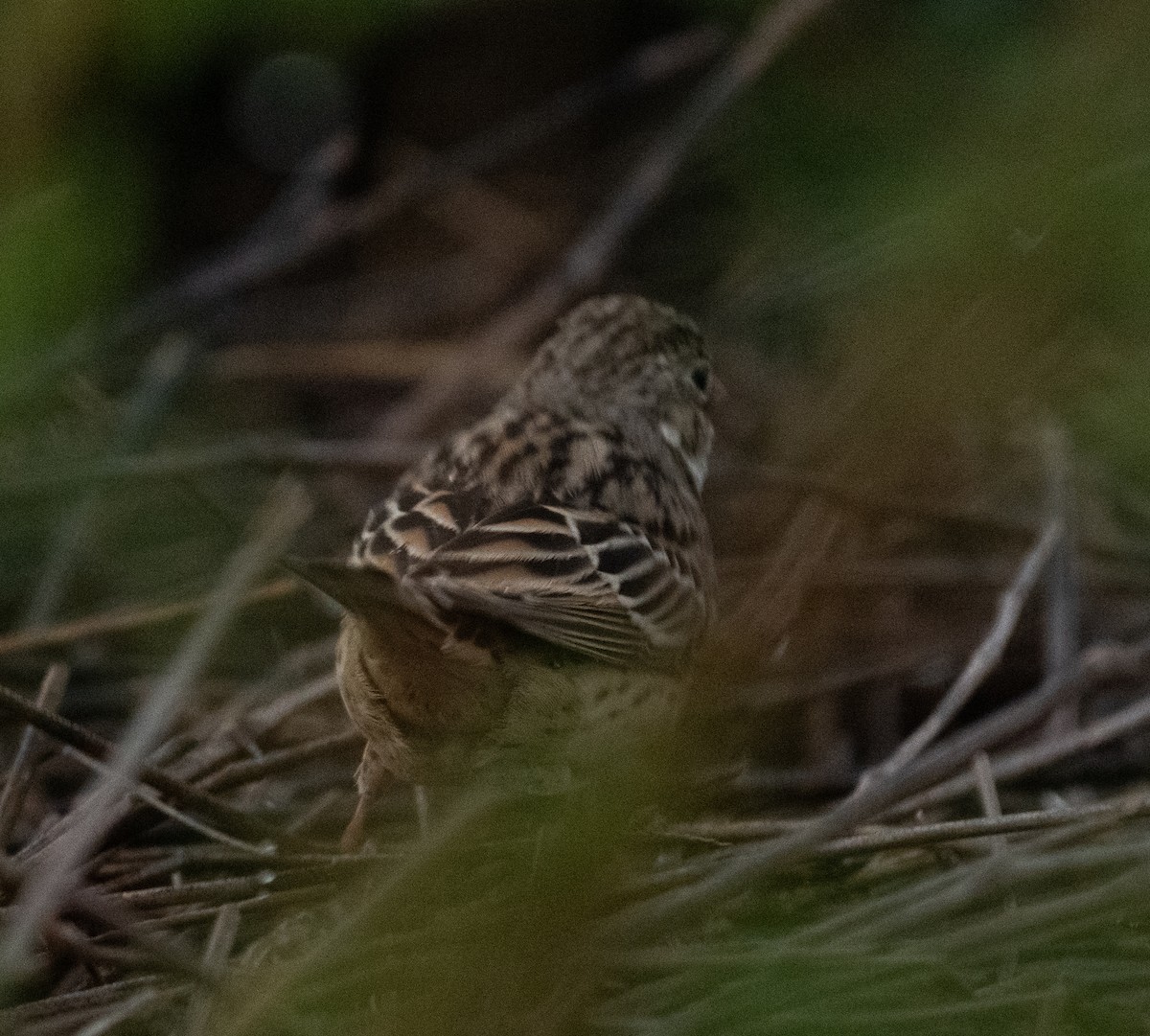 Bruant ortolan - ML644714111