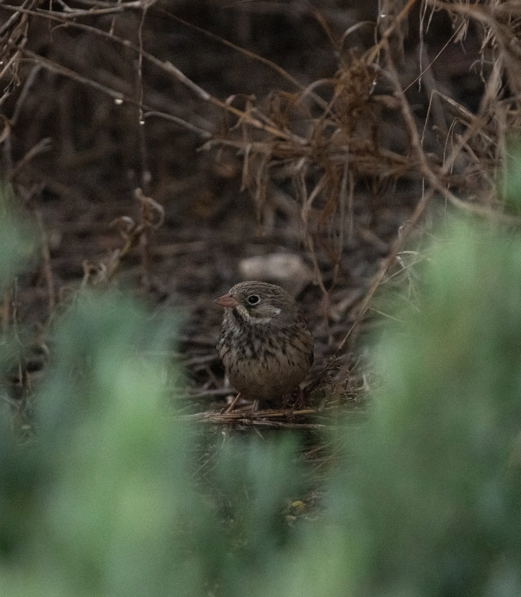 Bruant ortolan - ML644714112