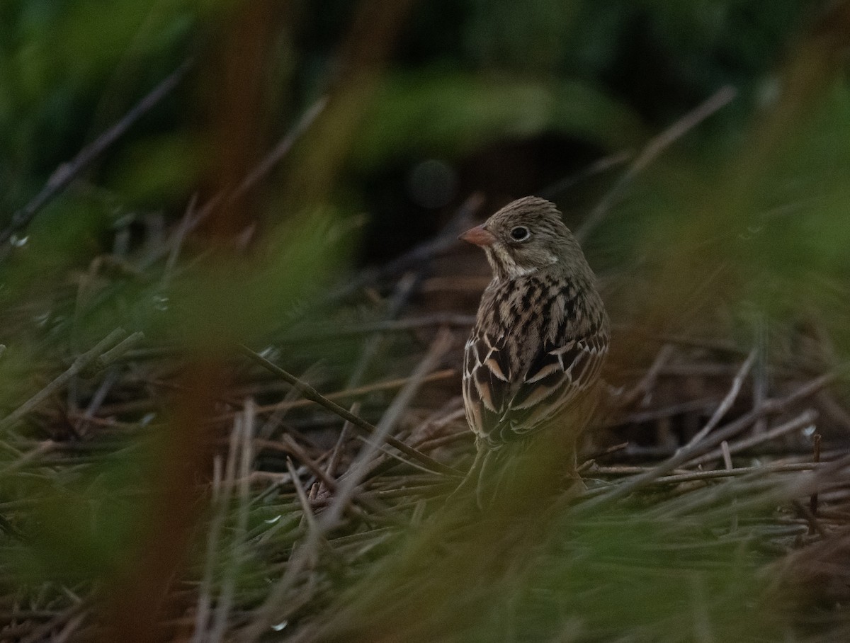 Bruant ortolan - ML644714113