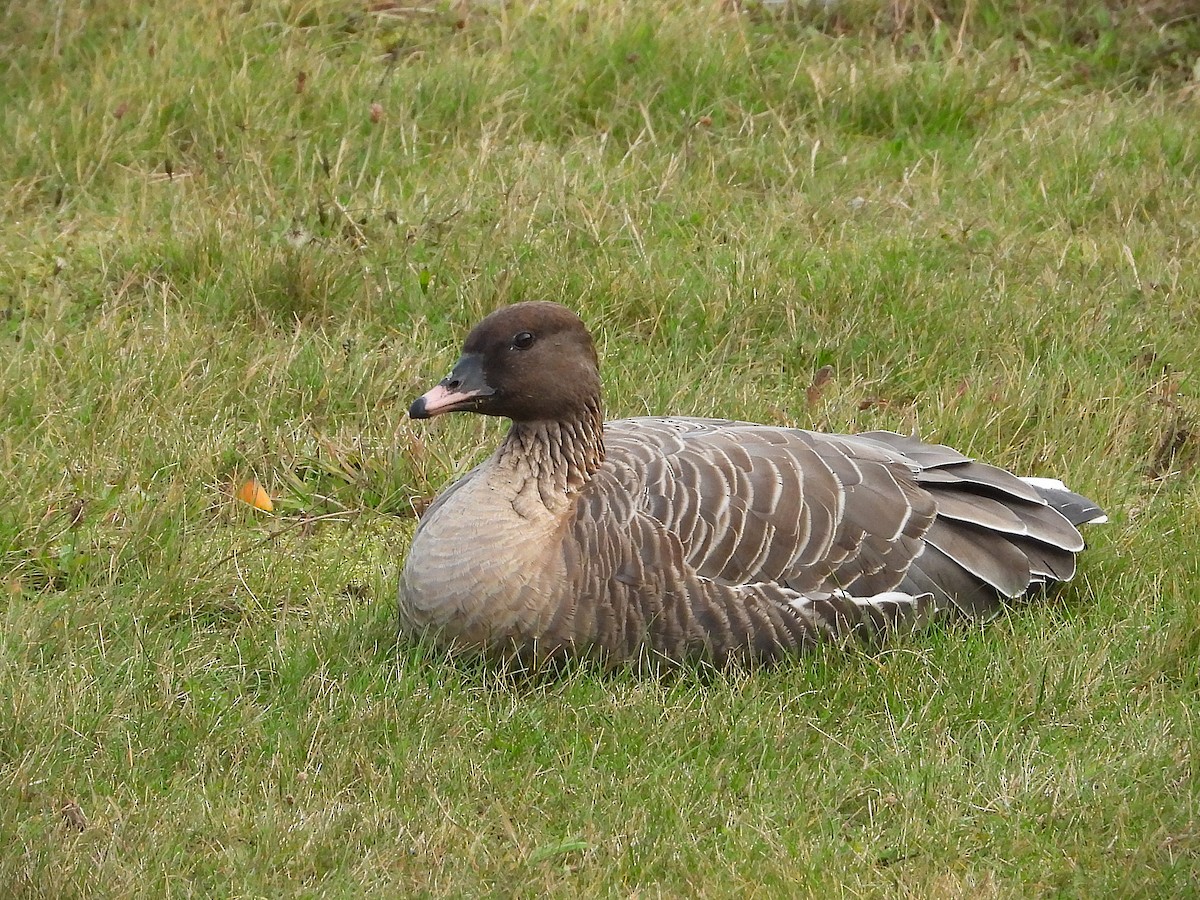 Oie à bec court - ML644714114