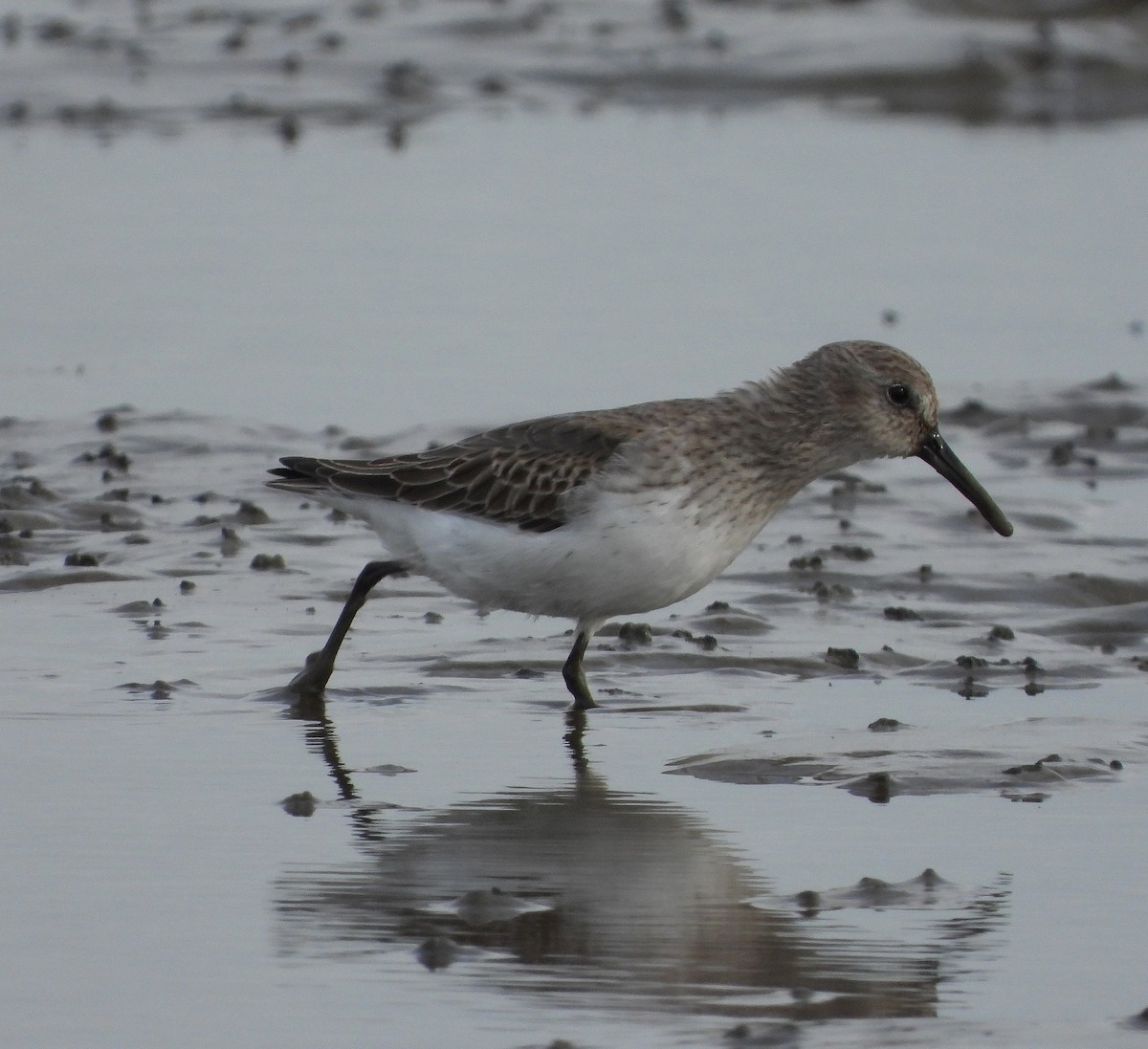 Bécasseau variable - ML644714123