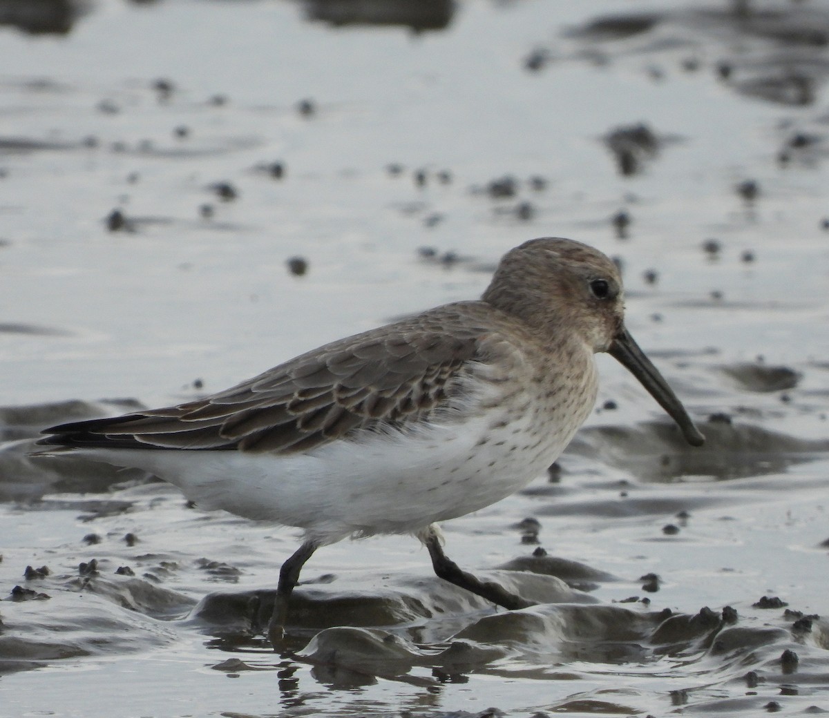 Bécasseau variable - ML644714124