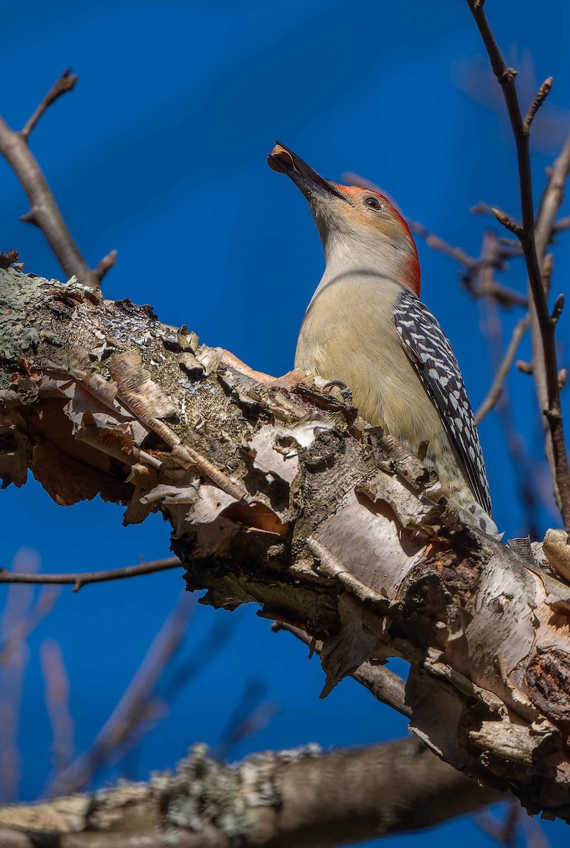 Pic à ventre roux - ML644714125