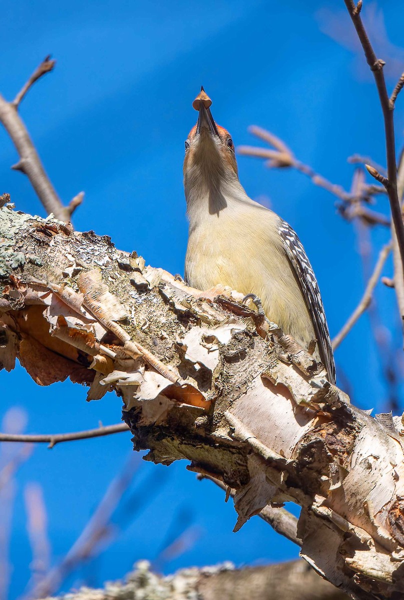 Pic à ventre roux - ML644714126