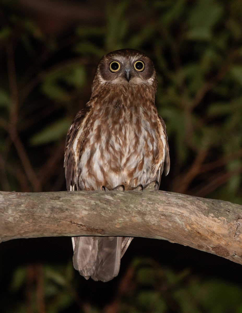 Ninoxe d'Australie - ML644714127