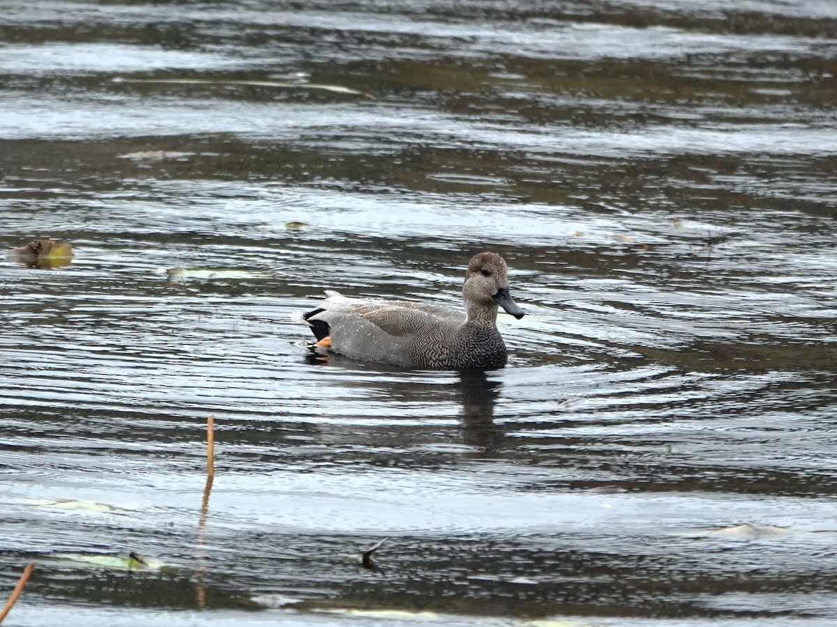 Canard chipeau - ML644714129