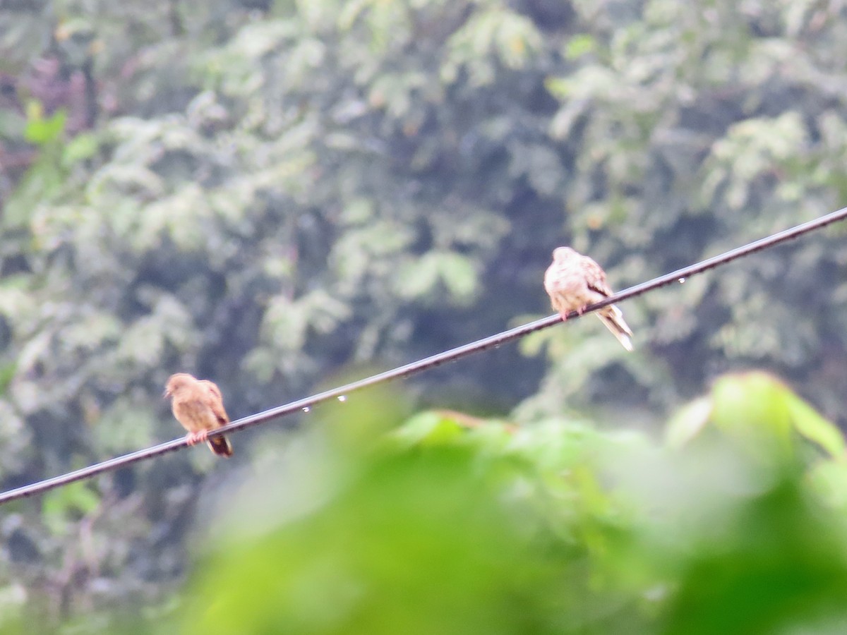 Colombe inca - ML644714130