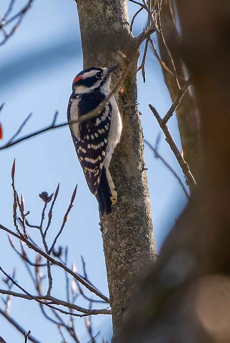 Pic mineur - ML644714131