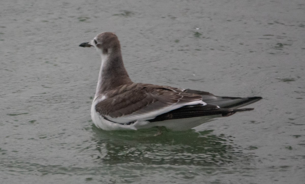 叉尾鷗 - ML644714155