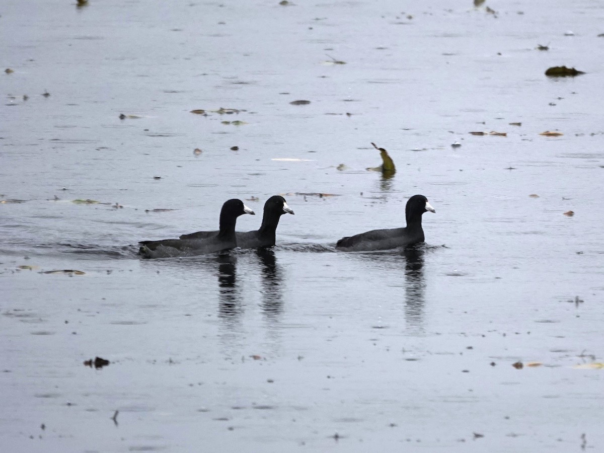 Лиска американська - ML644714165