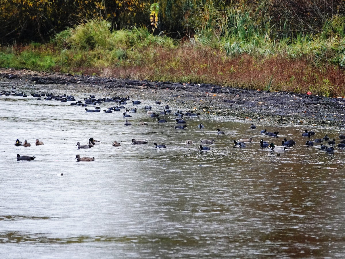 Лиска американська - ML644714166