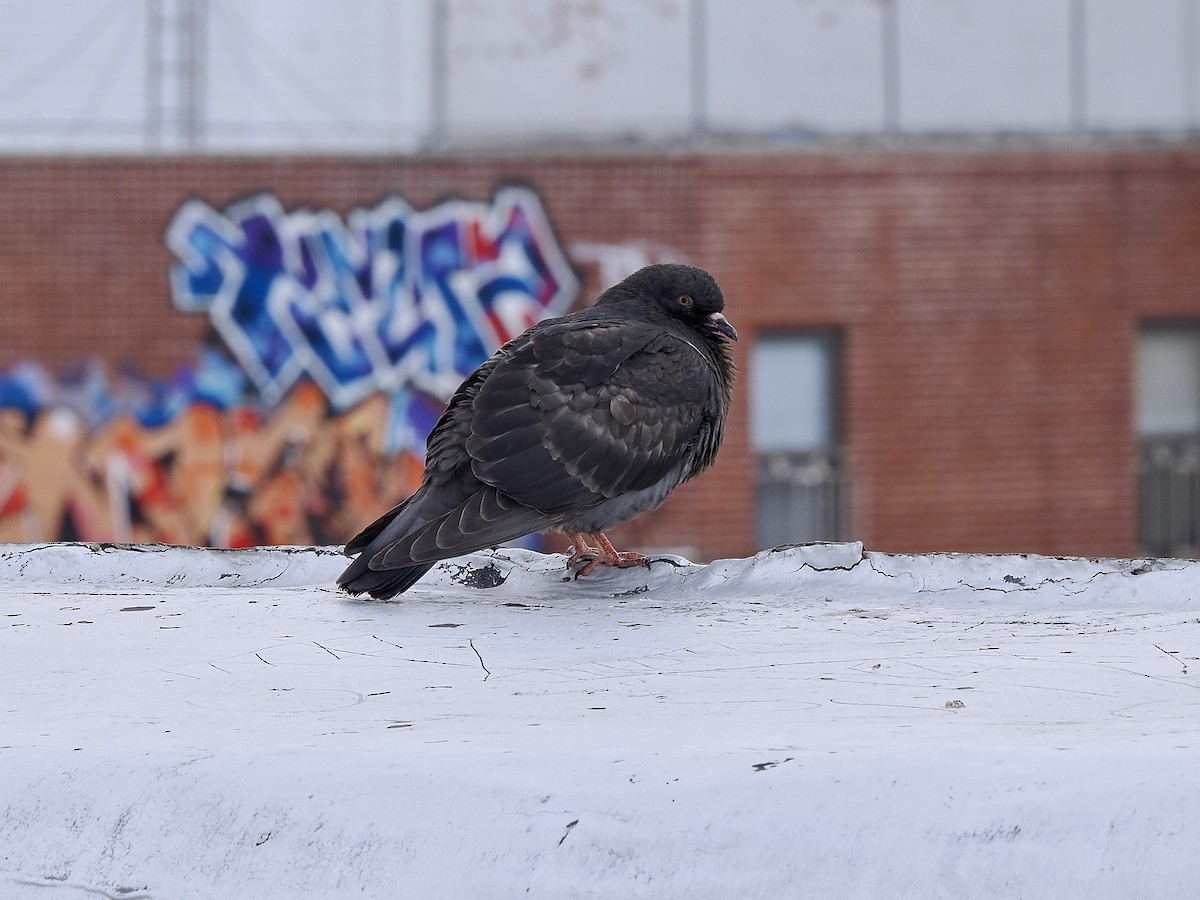 Kaya Güvercini (evcil tip) - ML644714181