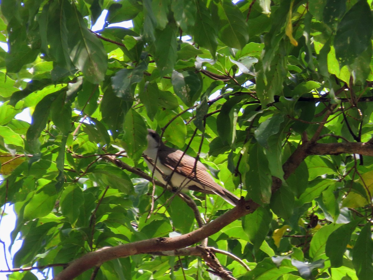 Yellow-billed Cuckoo - ML644714186