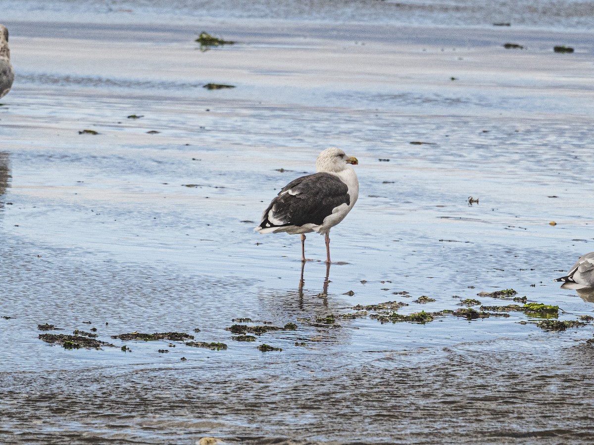 Büyük Kara Sırtlı Martı - ML644714195