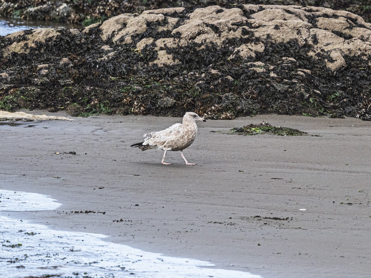 Büyük Kara Sırtlı Martı - ML644714196