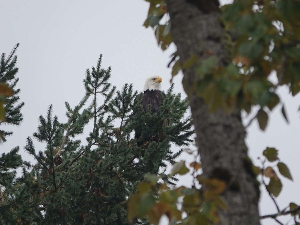 orel bělohlavý - ML644714198