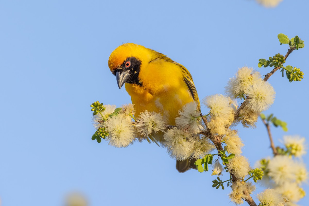 Ткачик чорнолобий - ML644714203