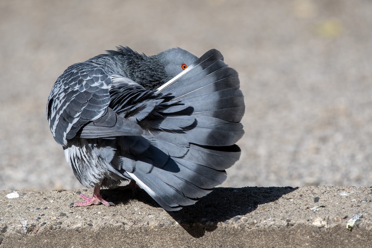 Kaya Güvercini (evcil tip) - ML644714205