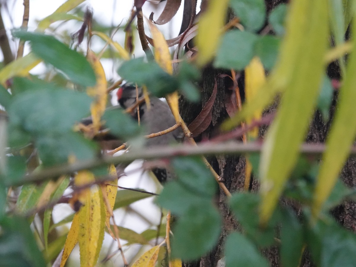 Дятел пухнастий - ML644714213