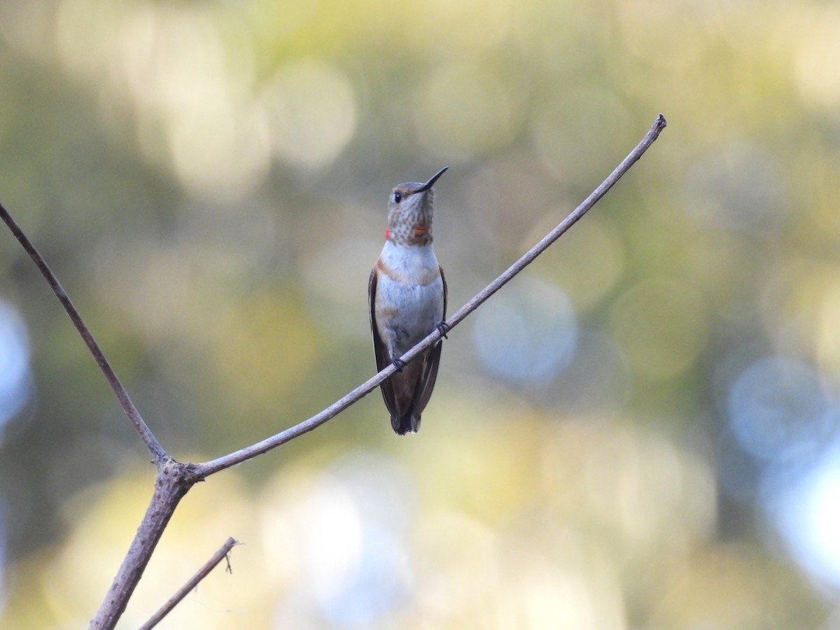 rødkolibri - ML644714214