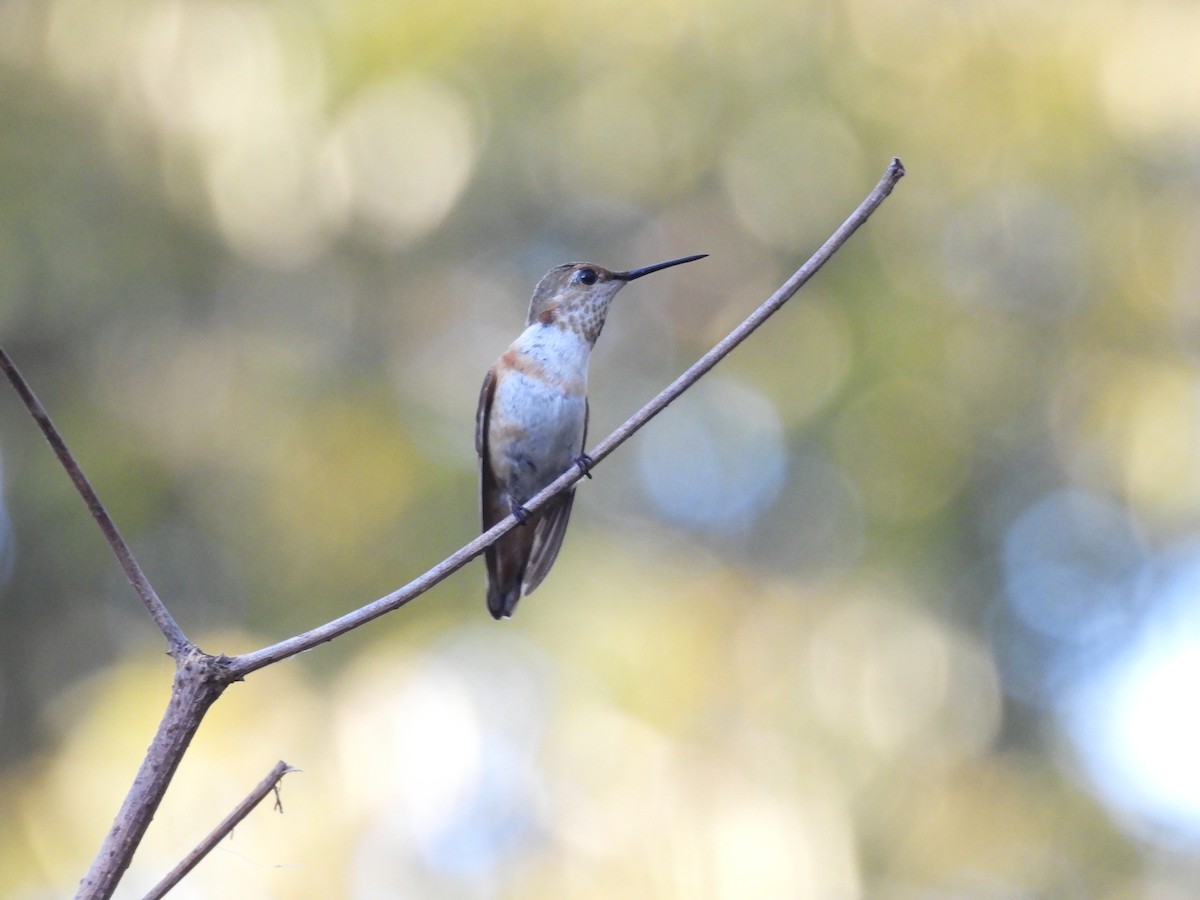 rødkolibri - ML644714215