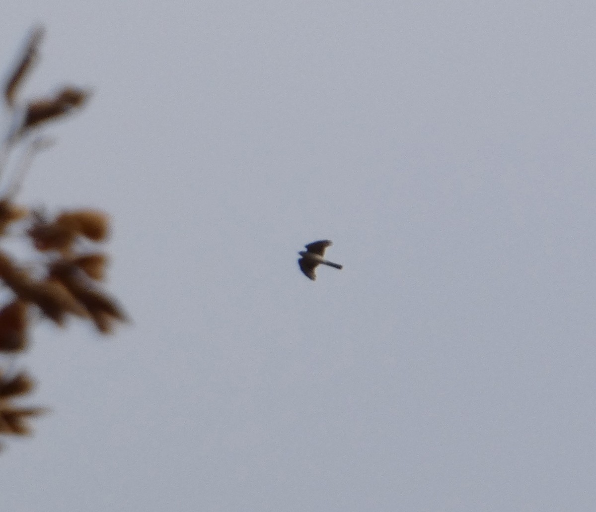 Яструб неоарктичний - ML644714217