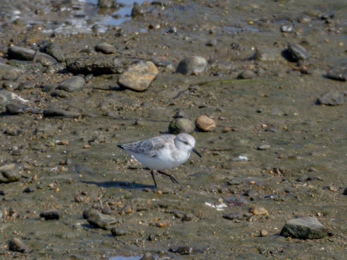 Побережник білий - ML644714219