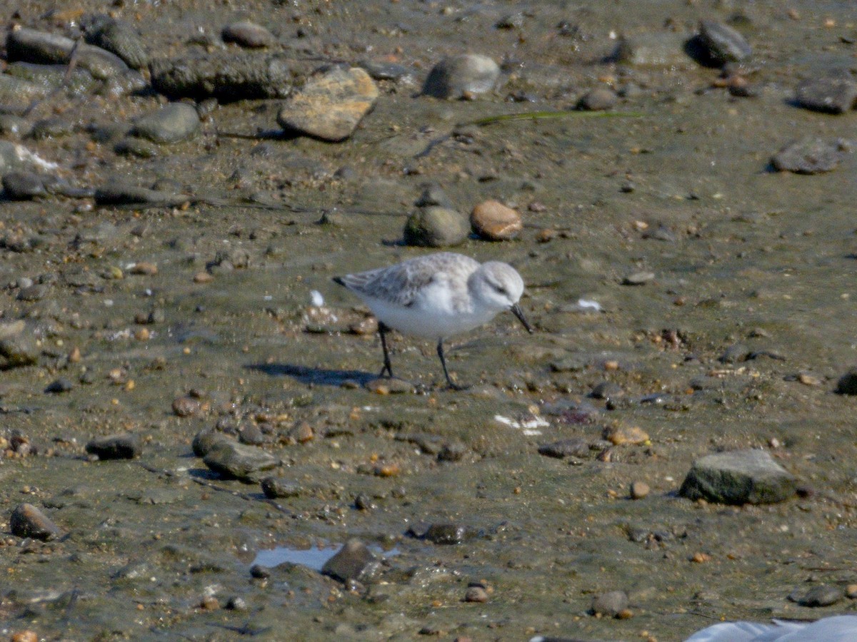 Побережник білий - ML644714220