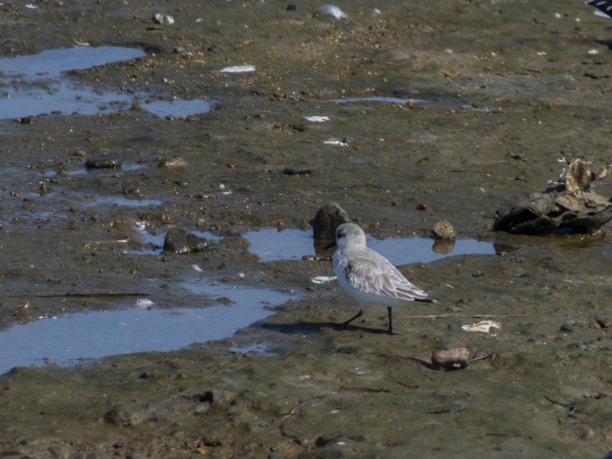 Побережник білий - ML644714222