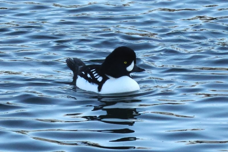 Гоголь ісландський - ML644714223