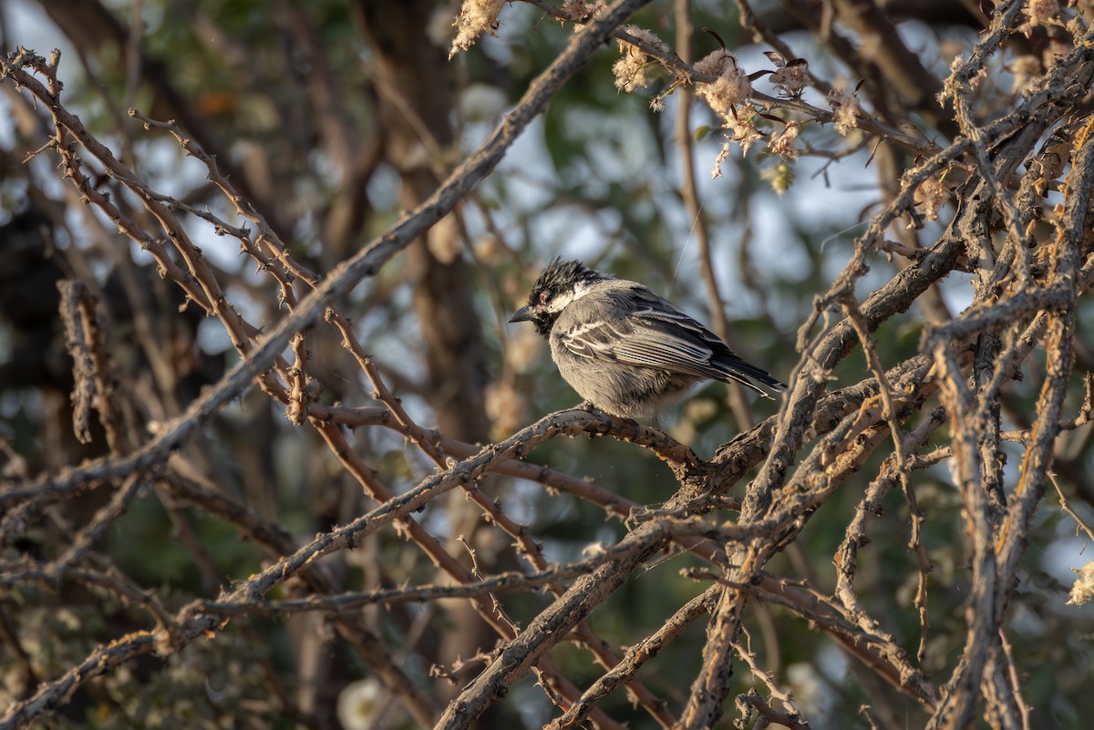 Синиця сіра - ML644714224