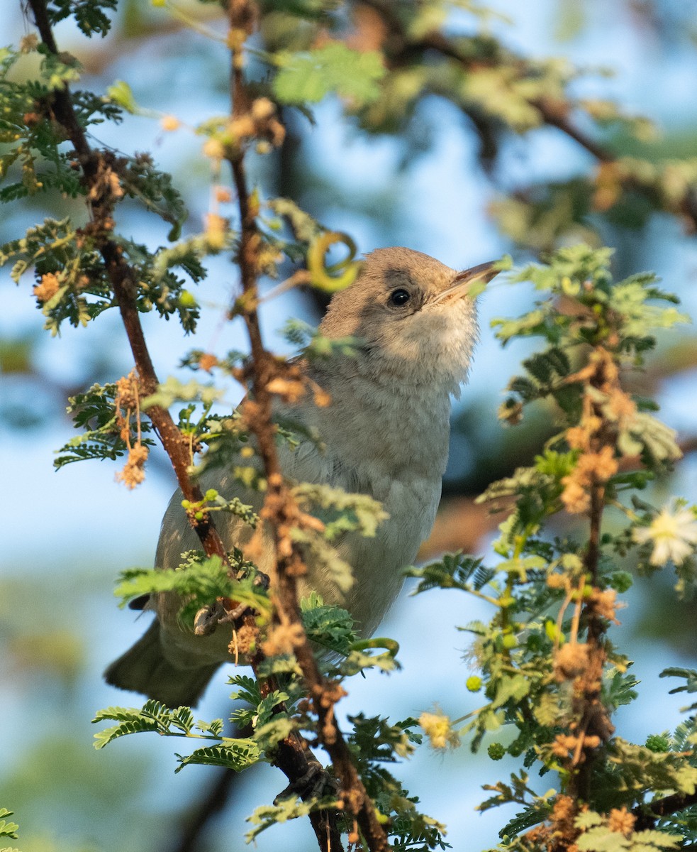 Кропив'янка рябогруда - ML644714225