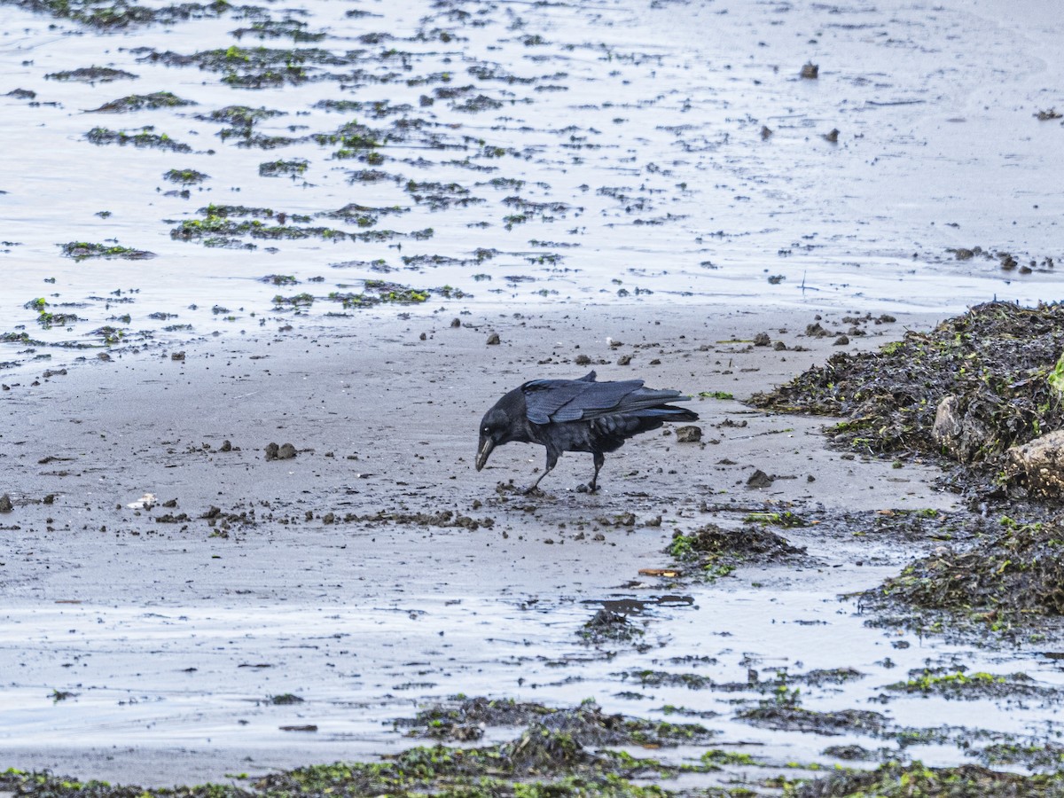 Ворона американська - ML644714226