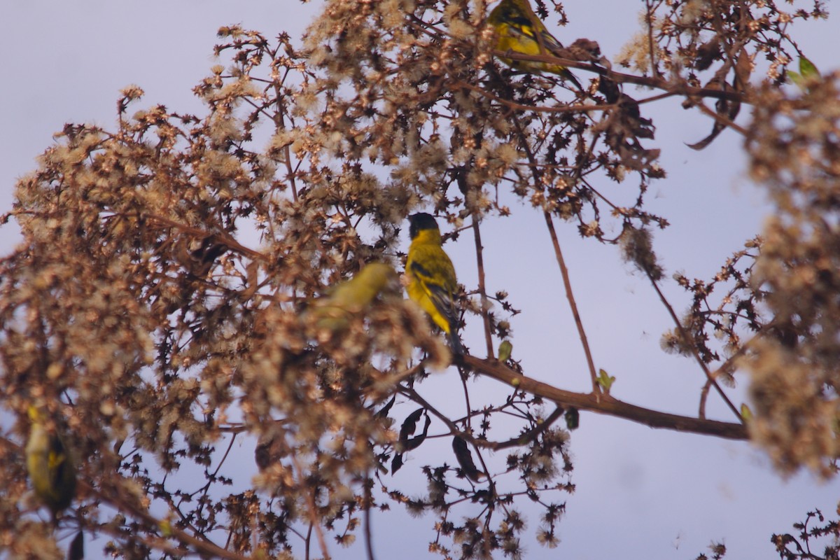 Чиж чорноголовий - ML644714229