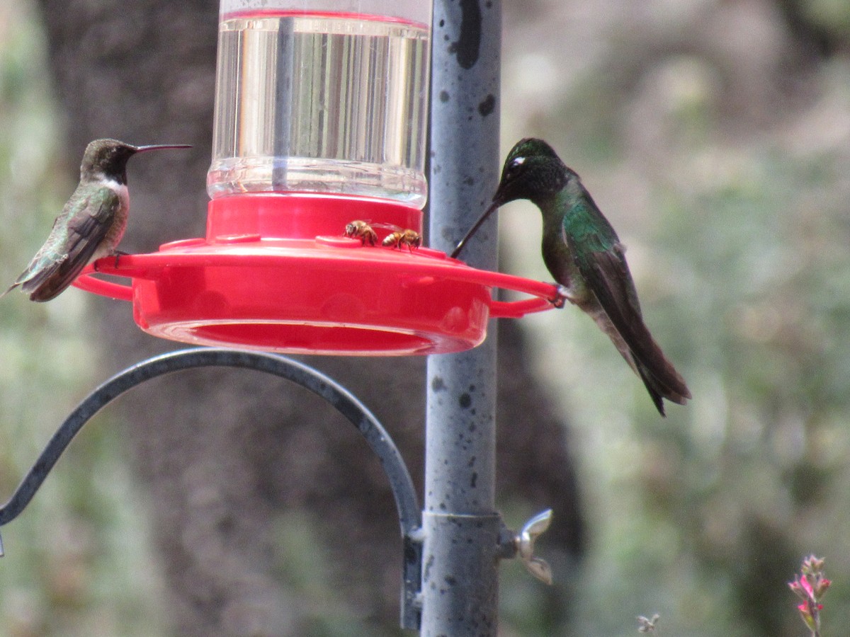 Rivoli's Hummingbird - ML644714230