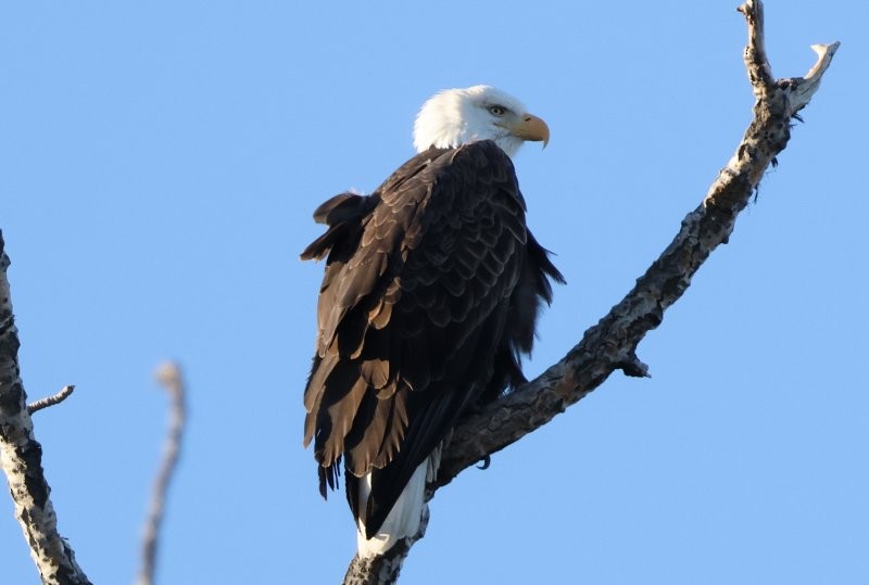 orel bělohlavý - ML644714232