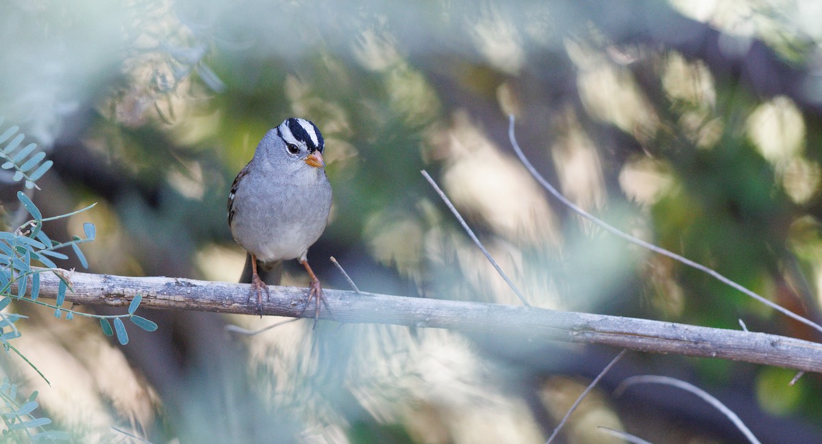 Бруант білобровий (підвид gambelii) - ML644714234