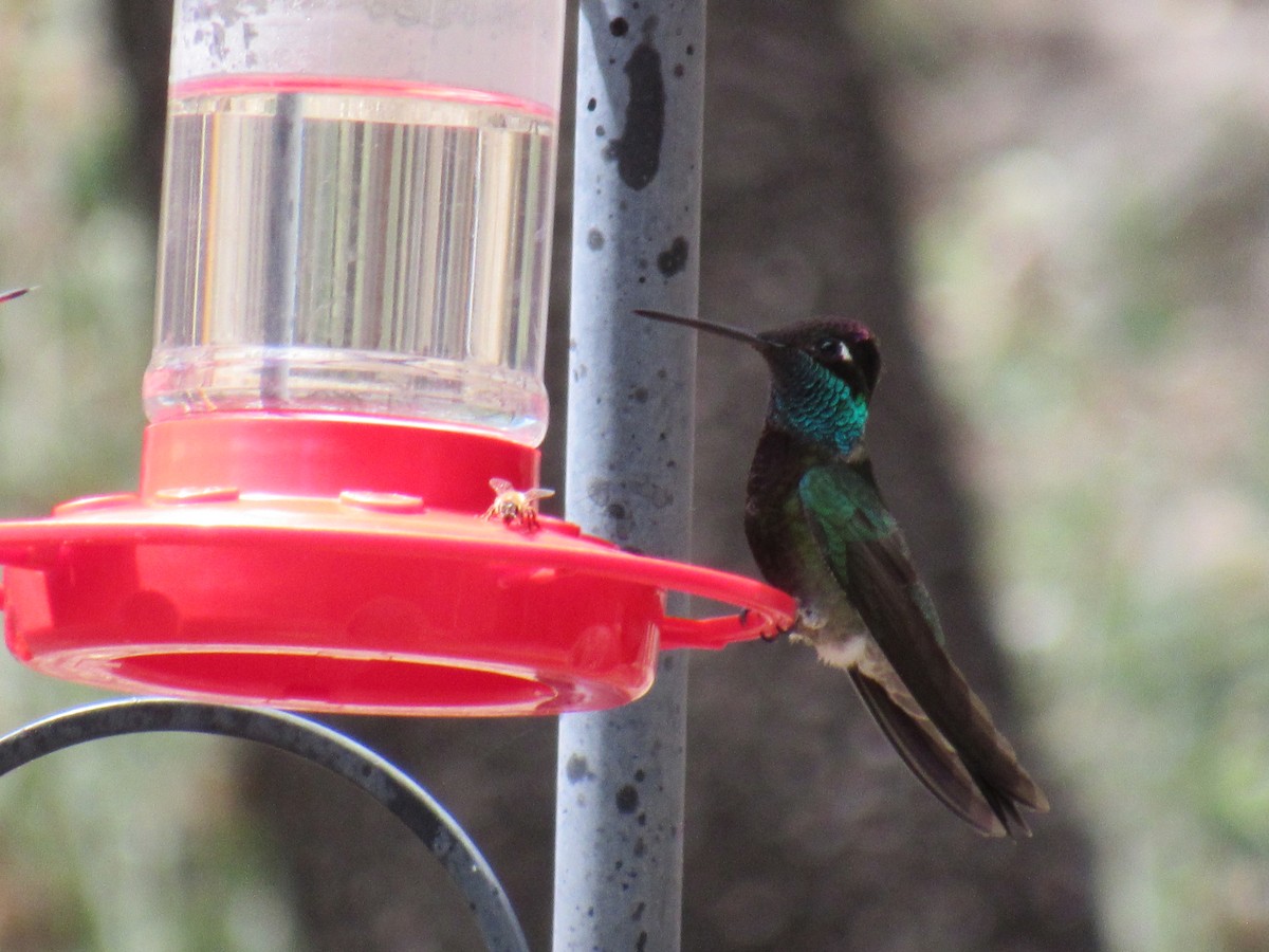 Rivoli's Hummingbird - ML644714237