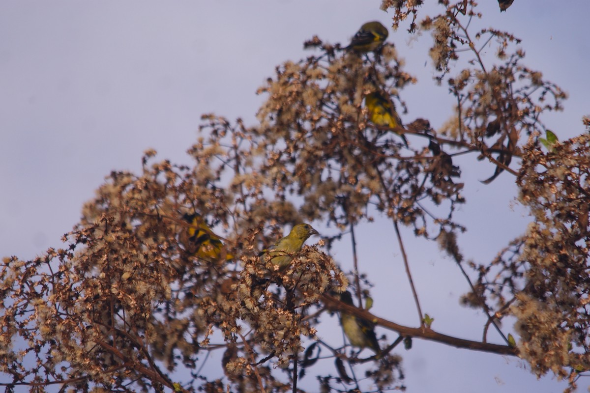 Чиж чорноголовий - ML644714238