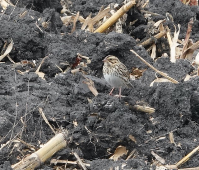 Пасовник савановий - ML644714239