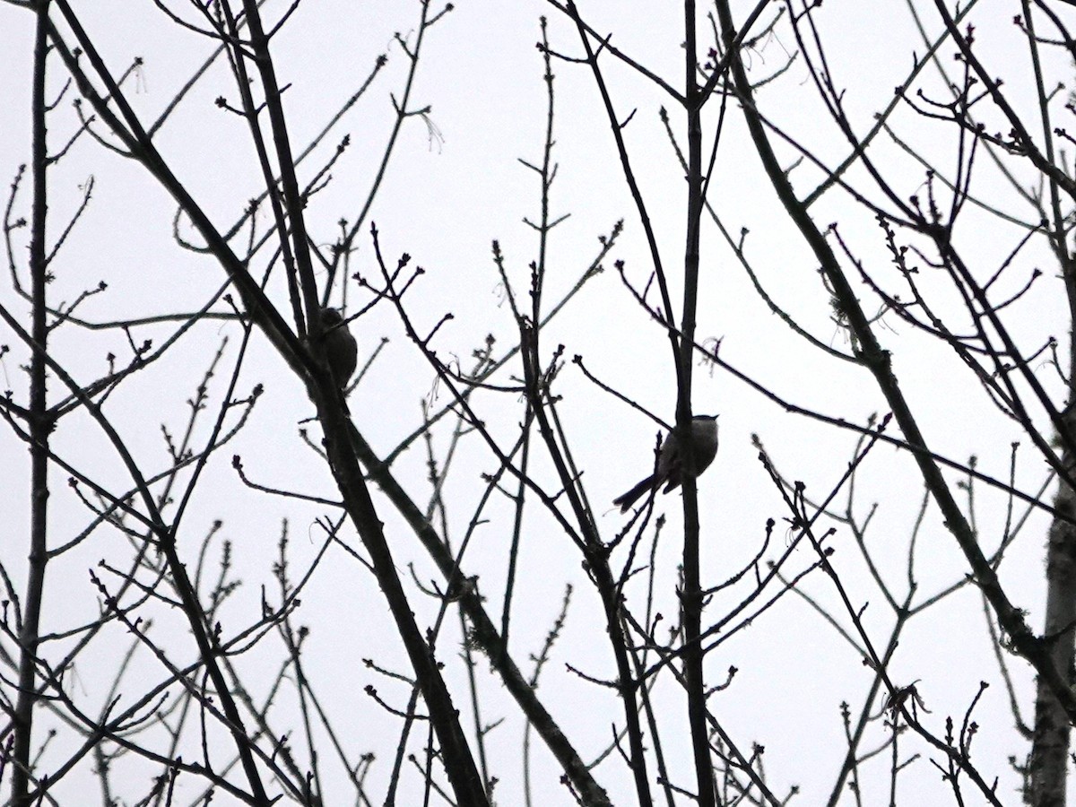 Ополовник американський - ML644714240