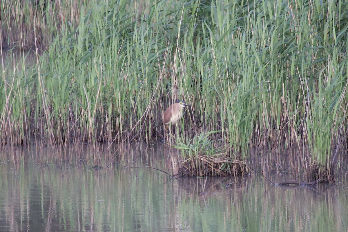 Квак каледонський - ML644714241