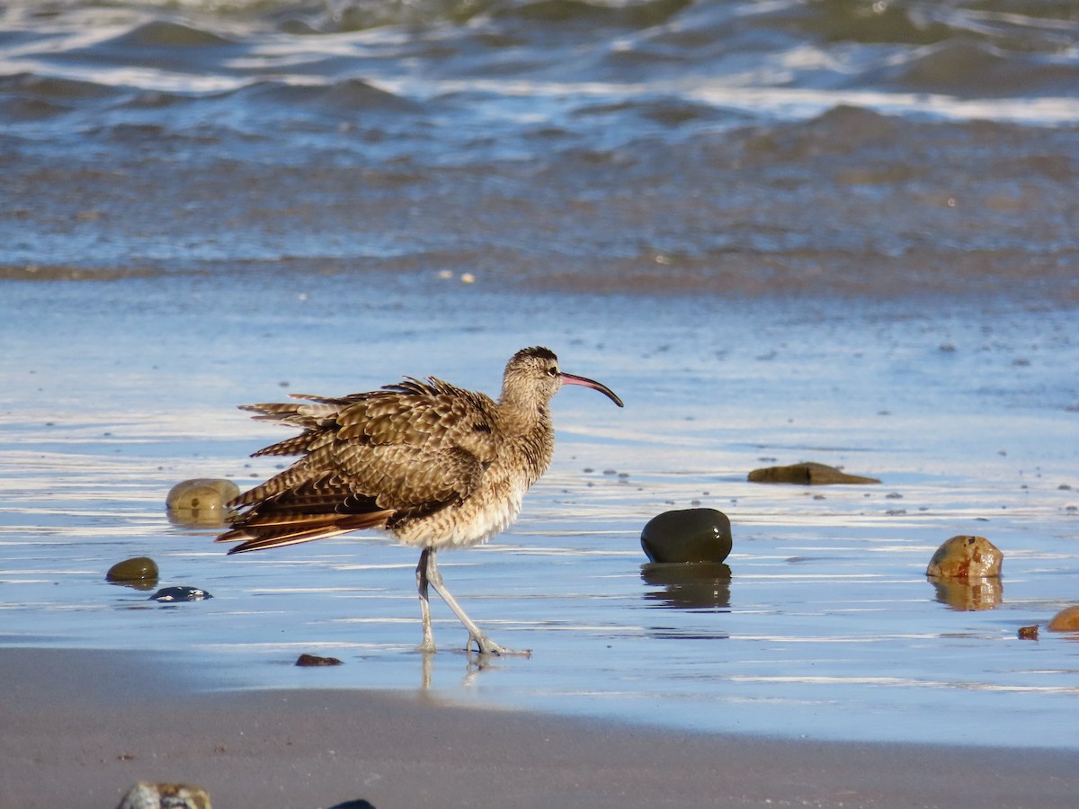 Кульон гудзонський - ML644714244