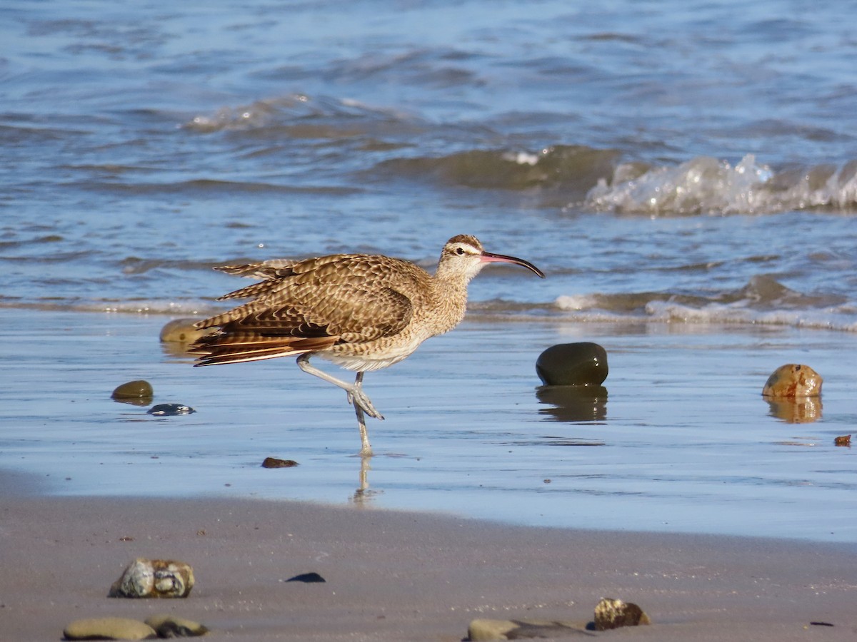 Кульон гудзонський - ML644714245