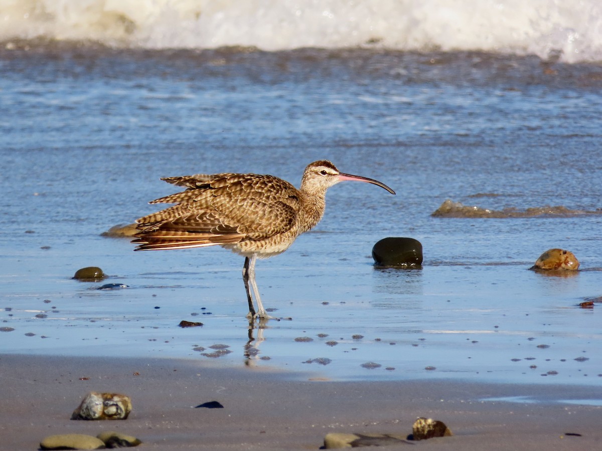 Кульон гудзонський - ML644714246